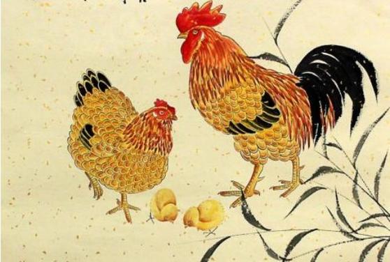 1981年属鸡的人五行是属金的,所以称之为金鸡,金鸡的主人黑白分明,他