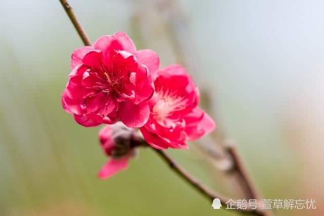 想交桃花运吗,赶快来深圳莲花山公园的桃花林!