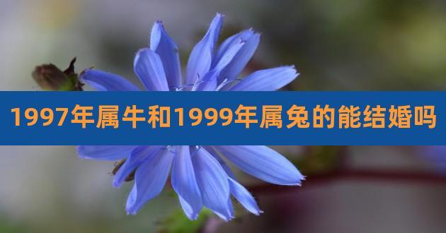 1997年属牛和1999年属兔的能结婚吗,属牛的和属兔的婚姻怎么样