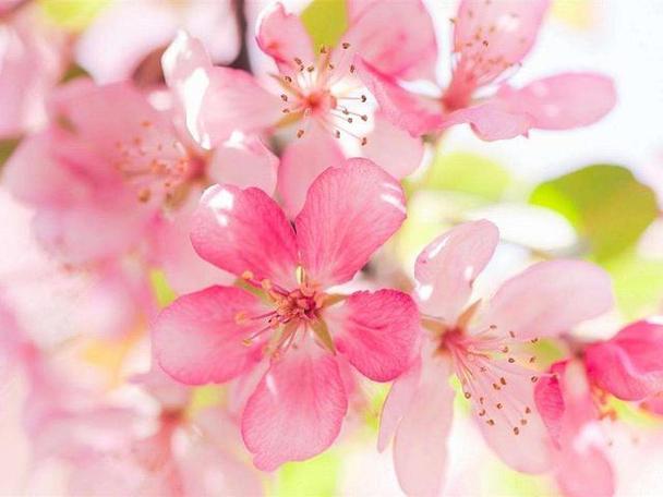 犯桃花和桃花运是怎么回事