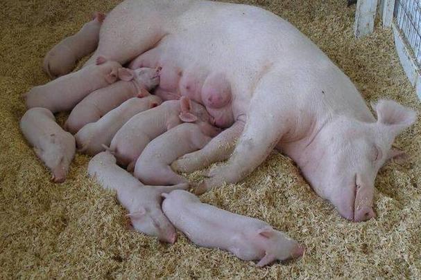 母猪不肯躺下喂奶怎么回事?母猪产后一直站着不躺下咋办?