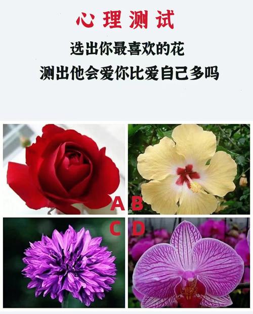 心理测试选朵花测出他会爱你比爱自己多吗