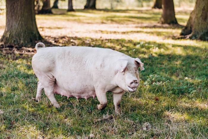 绿草草地农畜场母猪摆姿势拍照