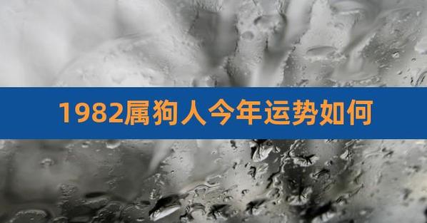 1982属狗人今年运势如何