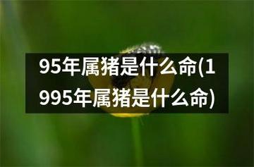 95年属猪是什么命(1995年属猪是什么命)