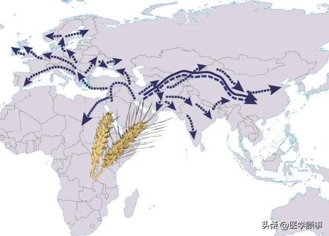 小麦考古学表明在西亚新月沃地被驯化后传入中国.
