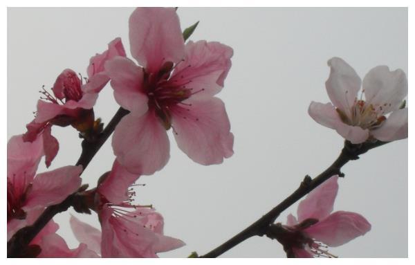 进入4月份,4属相迎来桃花运,桃花朵朵开放,喜上眉梢,财库大开